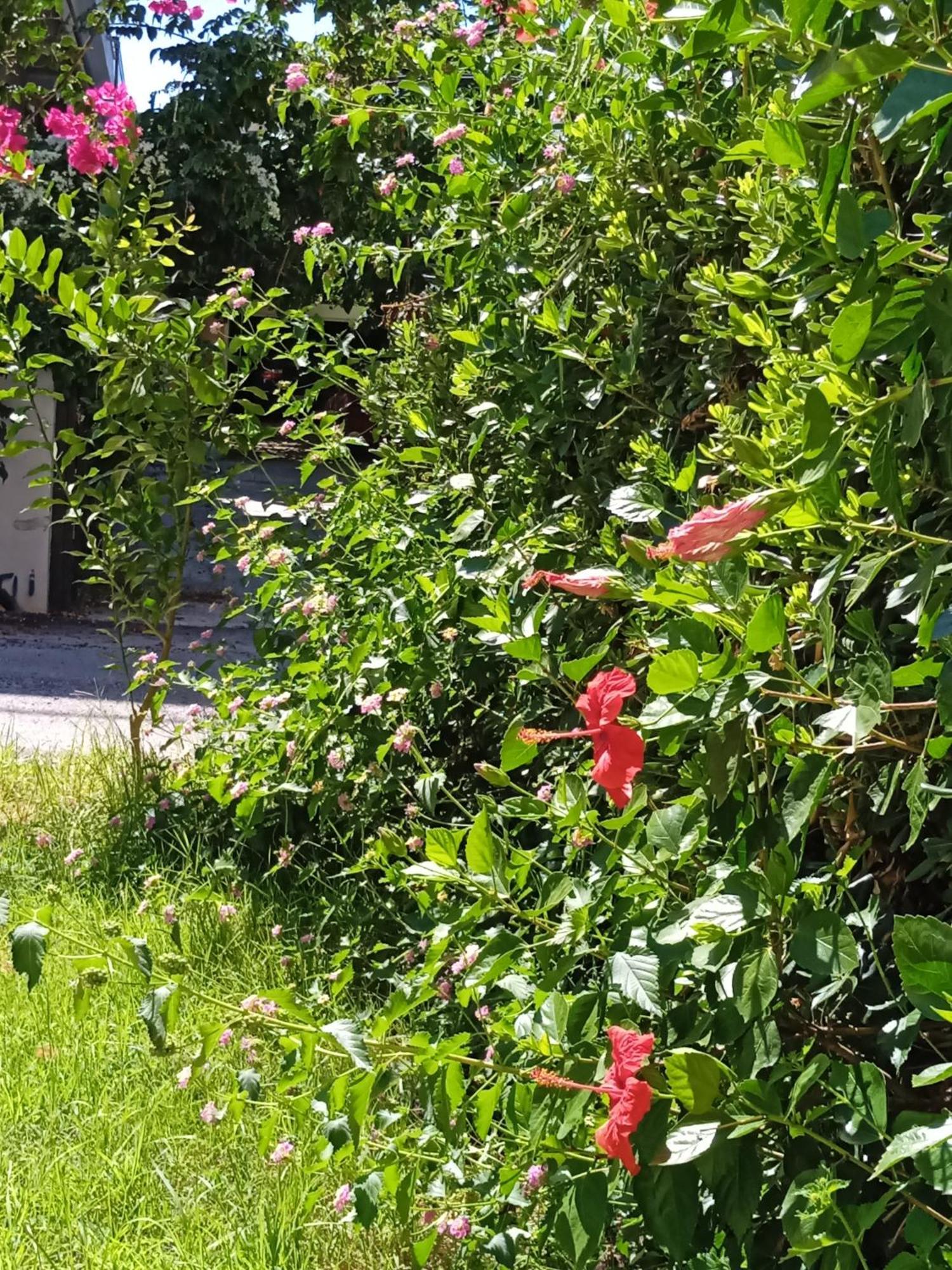 Aparthotel Ilona Chania